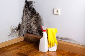 Trusted Sackets Harbor, NY Mold Remediation Experts